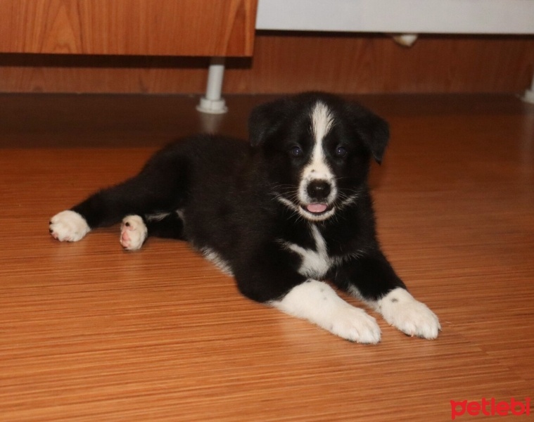 Border Collie, Köpek  Büyük irk fotoğrafı