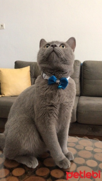 British Shorthair, Kedi  Duman fotoğrafı
