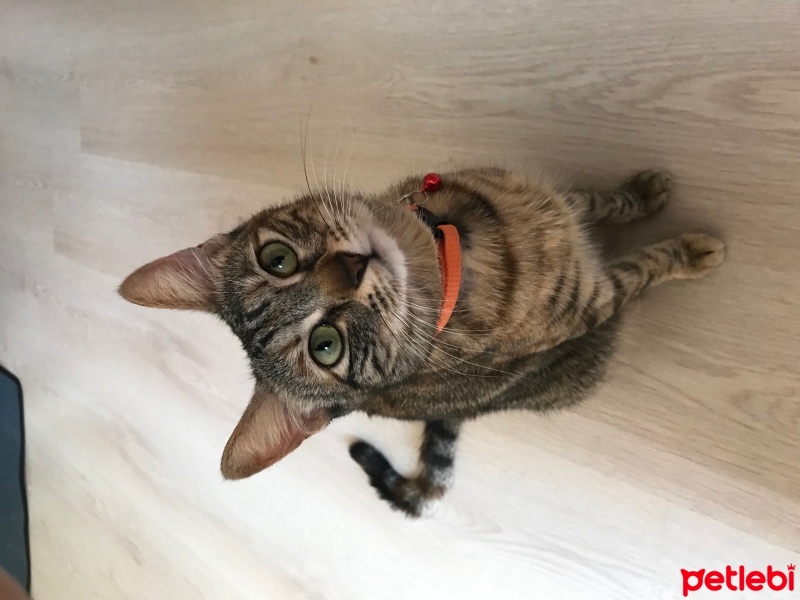 Tekir Kedi, Kedi  Balım fotoğrafı