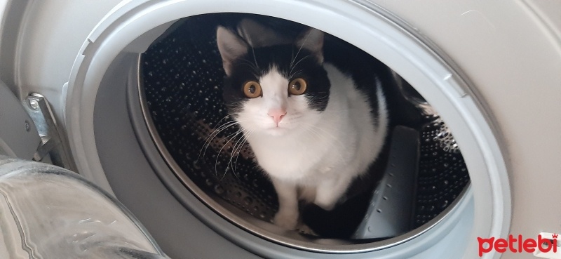 Tekir Kedi, Kedi  Miniş fotoğrafı