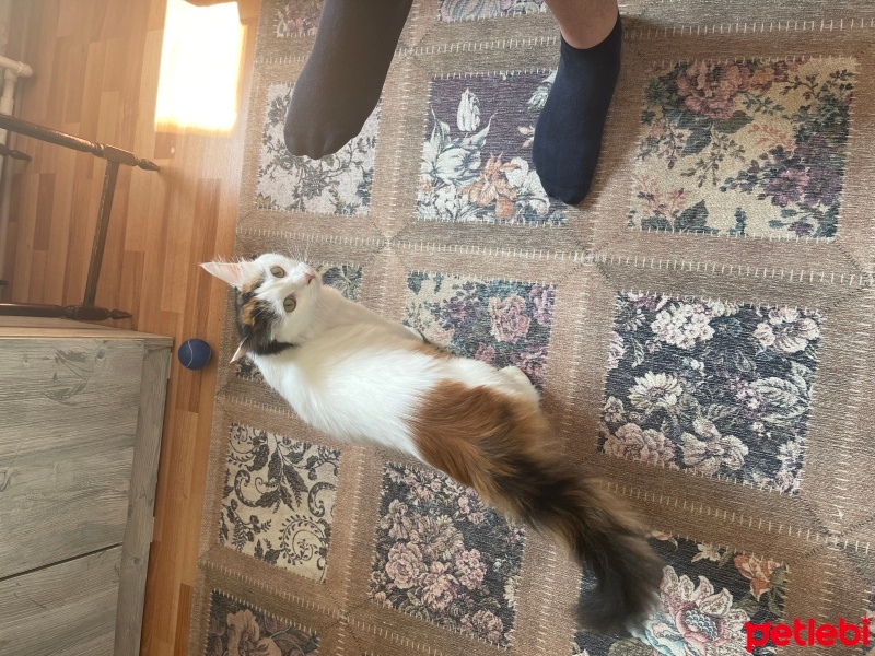 Tekir Kedi, Kedi  Sütlaç fotoğrafı