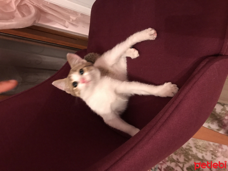 Tekir Kedi, Kedi  Ponçik fotoğrafı