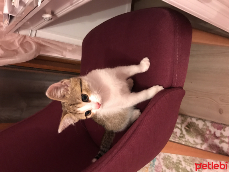 Tekir Kedi, Kedi  Ponçik fotoğrafı