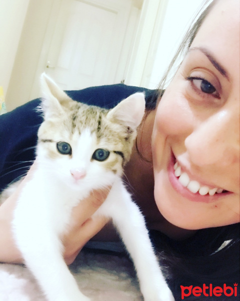 Tekir Kedi, Kedi  Ponçik fotoğrafı