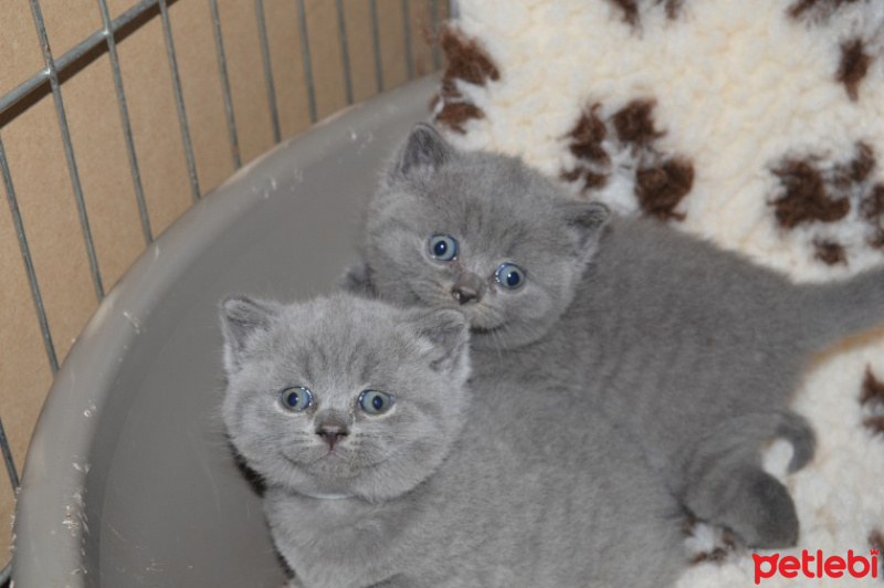 British Shorthair, Kedi  İngiliz British Shorthair fotoğrafı