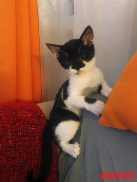 Ankara Kedisi, Kedi  Maşuk fotoğrafı