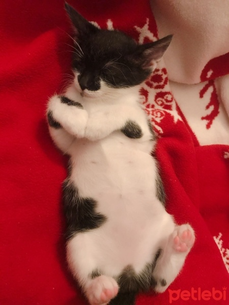 Ankara Kedisi, Kedi  Maşuk fotoğrafı