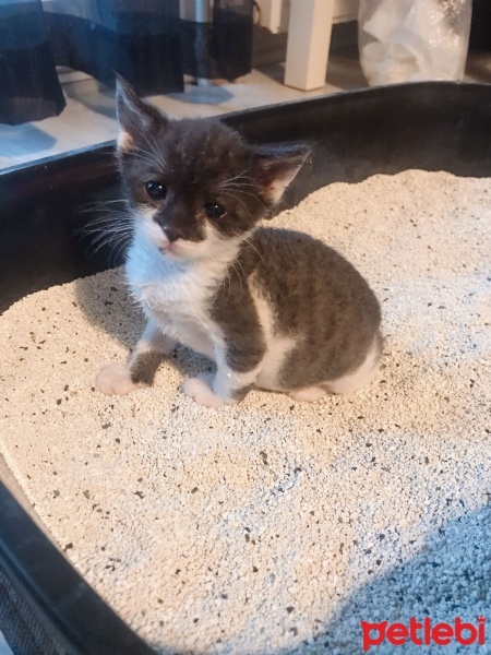 Ankara Kedisi, Kedi  Maşuk fotoğrafı