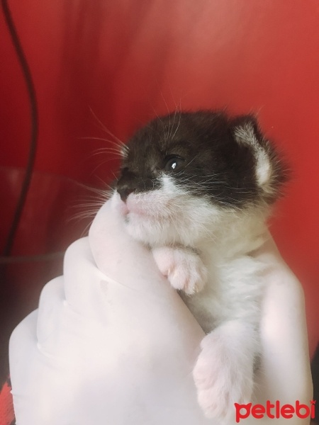 Ankara Kedisi, Kedi  Maşuk fotoğrafı