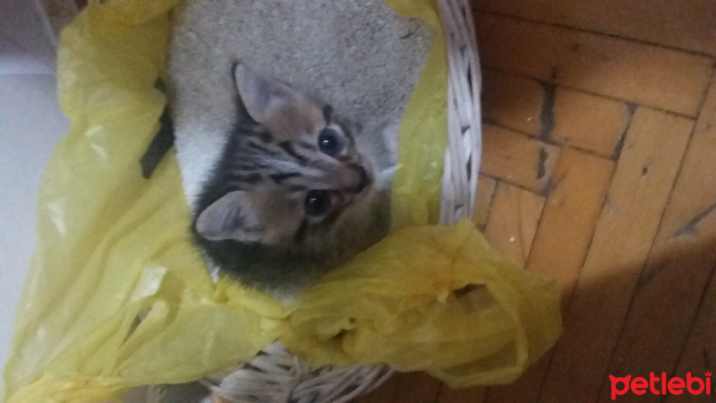 Tekir Kedi, Kedi  Hiyori fotoğrafı