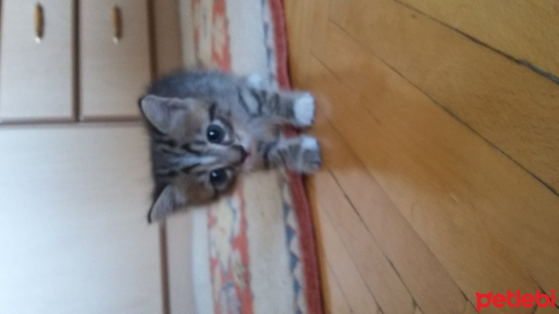 Tekir Kedi, Kedi  Hiyori fotoğrafı