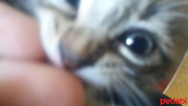Tekir Kedi, Kedi  Hiyori fotoğrafı