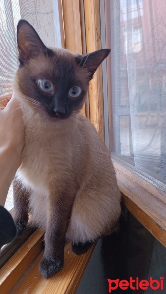 Siyam Kedisi, Kedi  Şila fotoğrafı