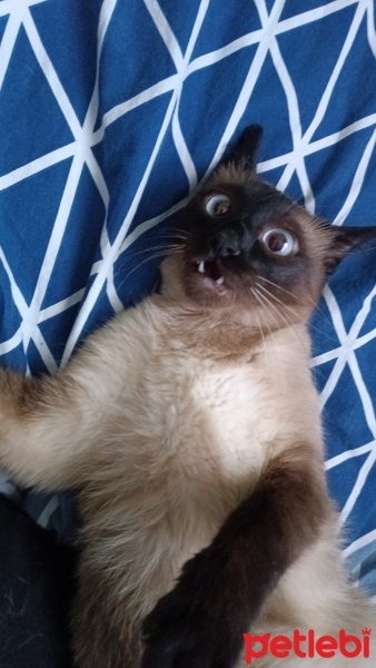 Siyam Kedisi, Kedi  Şila fotoğrafı
