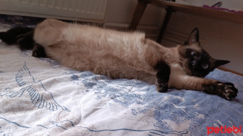 Siyam Kedisi, Kedi  Şila fotoğrafı