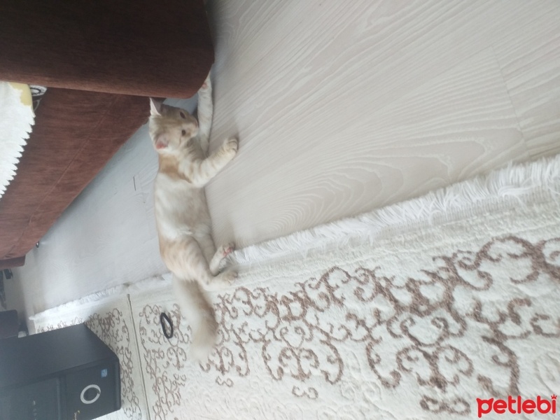 British Shorthair, Kedi  Tarcın fotoğrafı