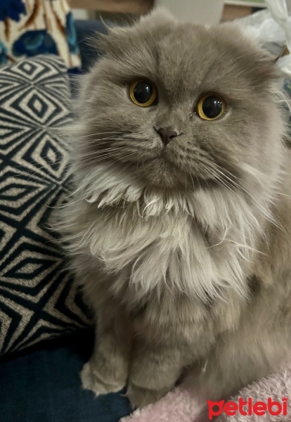 Scottish Fold, Kedi  Çakıl fotoğrafı