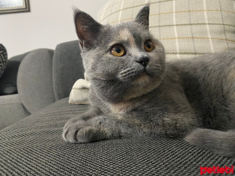 Brazilian Shorthair, Kedi  Maya fotoğrafı