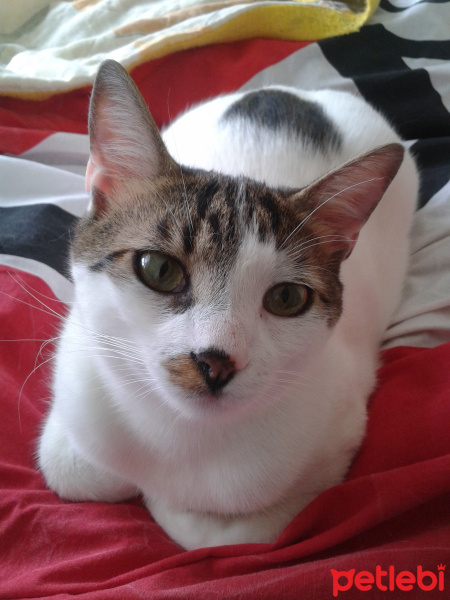 Tekir Kedi, Kedi  Müdüş fotoğrafı