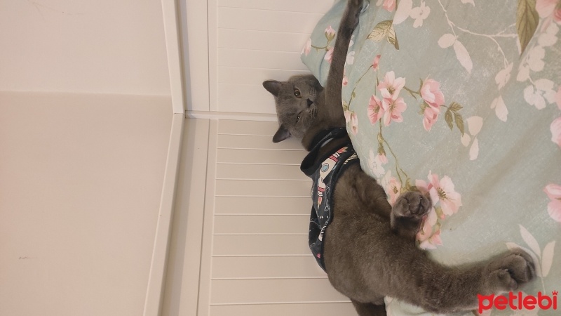 British Shorthair, Kedi  Gece fotoğrafı