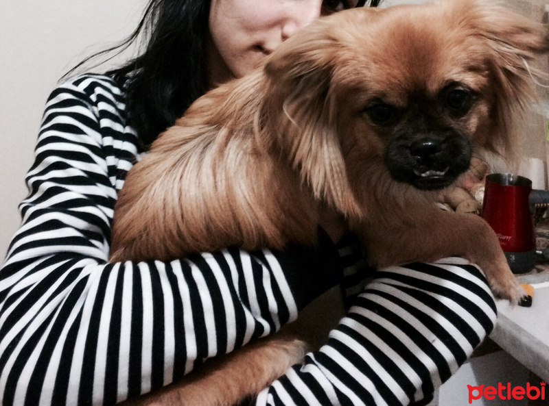 Pekingese, Köpek  Patroş fotoğrafı