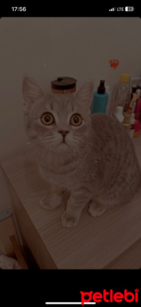 British Shorthair, Kedi  zeytin fotoğrafı