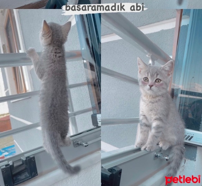 British Shorthair, Kedi  zeytin fotoğrafı