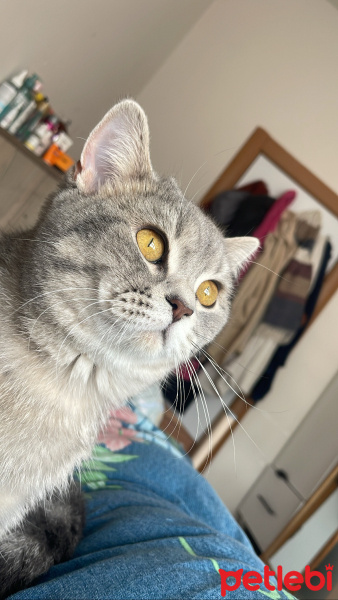British Shorthair, Kedi  zeytin fotoğrafı