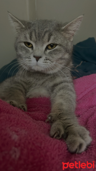 British Shorthair, Kedi  zeytin fotoğrafı