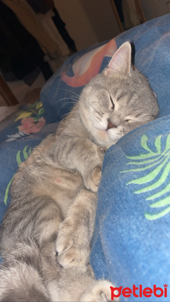 British Shorthair, Kedi  zeytin fotoğrafı