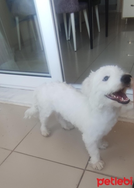 Maltese, Köpek  Odi fotoğrafı