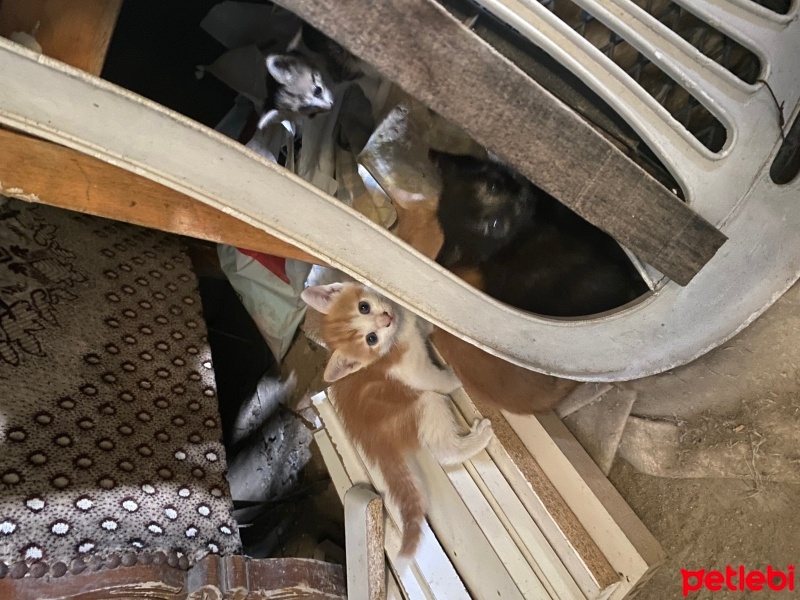 Tekir Kedi, Kedi  Minikler fotoğrafı