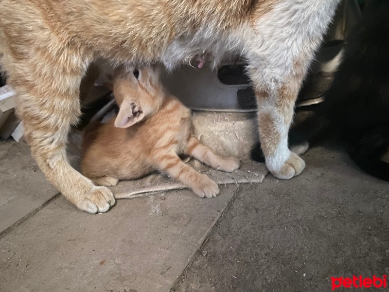 Tekir Kedi, Kedi  Minikler fotoğrafı
