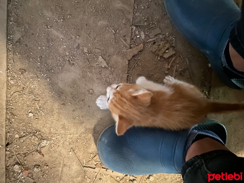 Tekir Kedi, Kedi  Minikler fotoğrafı