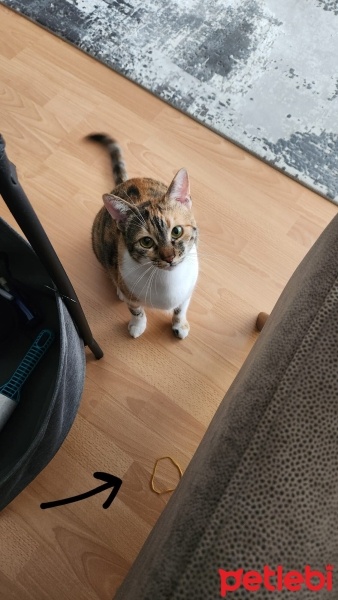 Tekir Kedi, Kedi  Ömür fotoğrafı