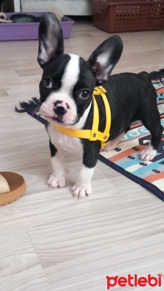 Fransız Bulldog, Köpek  Body fotoğrafı
