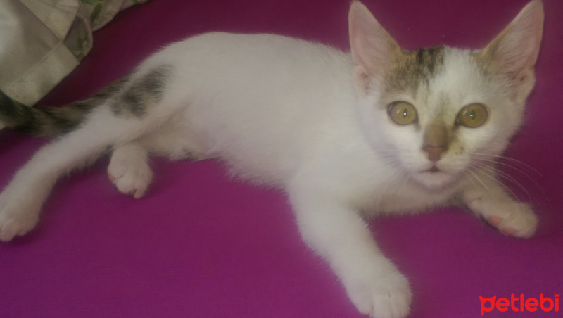 Tekir Kedi, Kedi  Mır mır  fotoğrafı