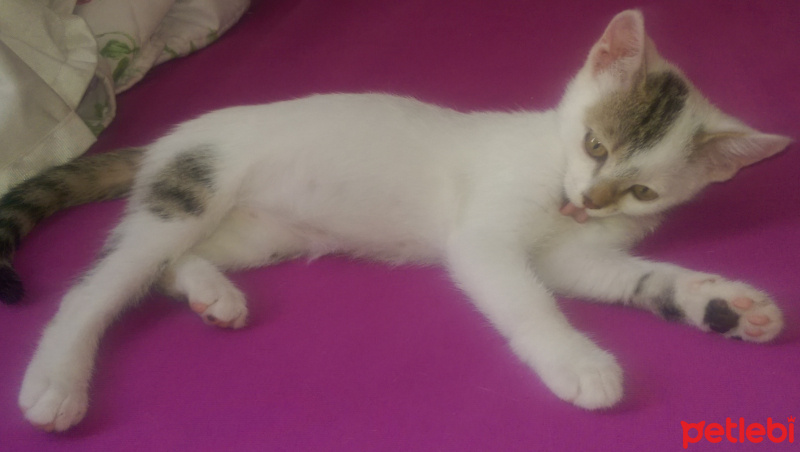 Tekir Kedi, Kedi  Mır mır  fotoğrafı