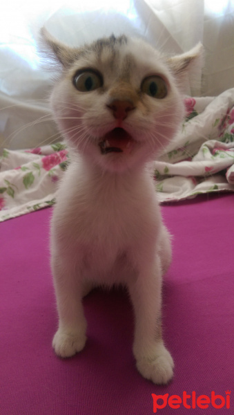 Tekir Kedi, Kedi  Mır mır  fotoğrafı
