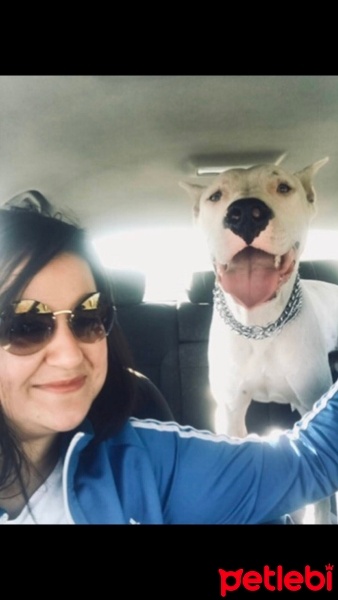 Dogo Arjantin, Köpek  Ares fotoğrafı
