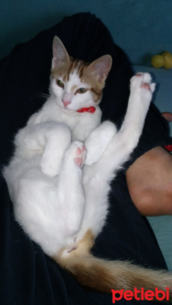 Tekir Kedi, Kedi  Nazlı fotoğrafı