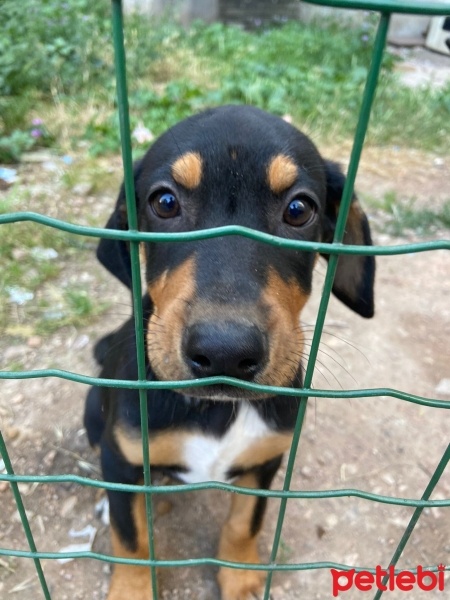 Sokö (Sokak Köpeği), Köpek  Osman fotoğrafı