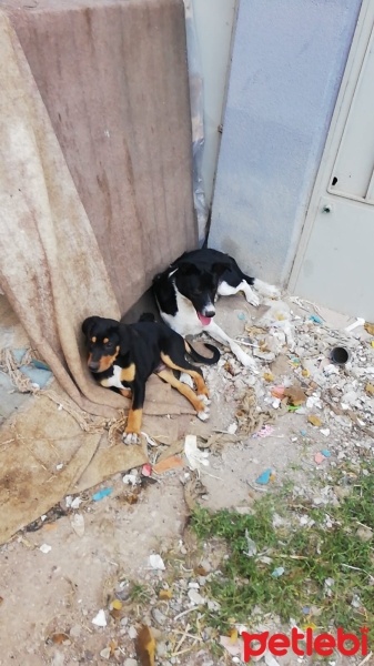 Sokö (Sokak Köpeği), Köpek  Osman fotoğrafı
