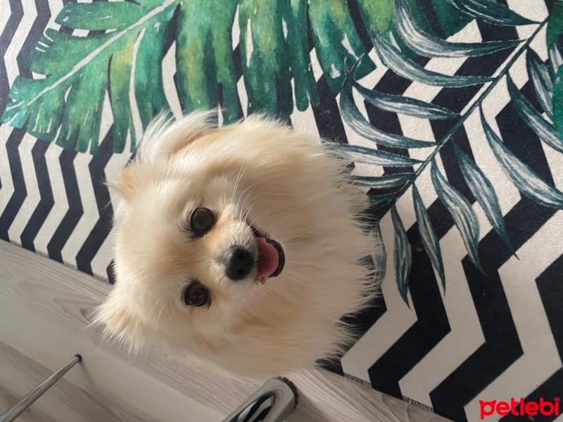 Pomeranyalı, Köpek  LİZİY fotoğrafı