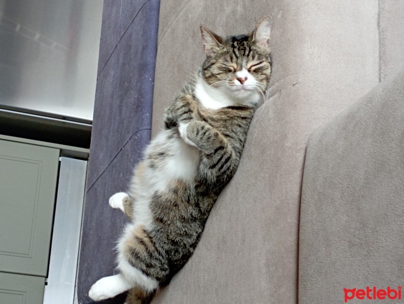 Tekir Kedi, Kedi  Petite fotoğrafı