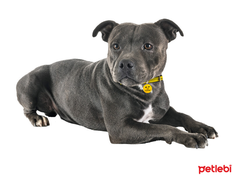Staffordshire Bull Terrier, Köpek  alice iwon fotoğrafı