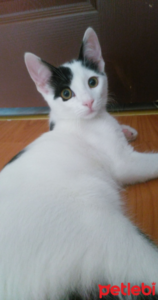Tekir Kedi, Kedi  Safir fotoğrafı