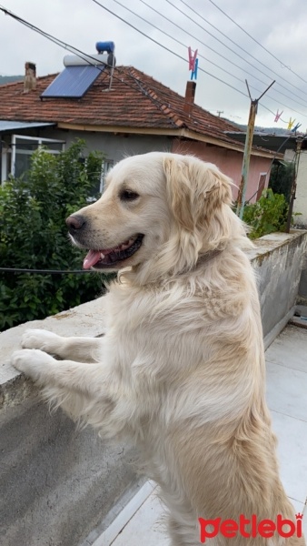 Golden Retriever, Köpek  Bulut fotoğrafı