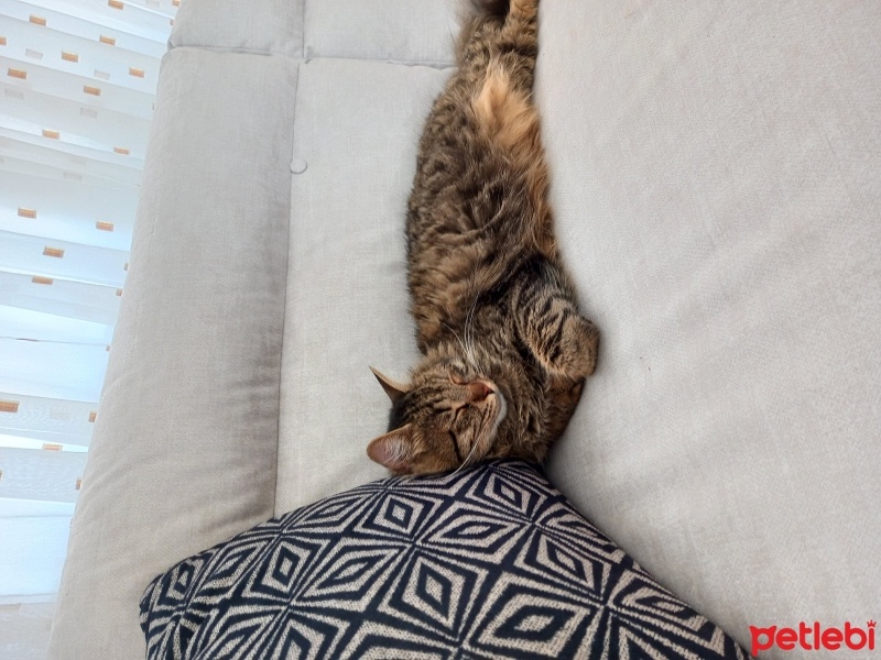 Tekir Kedi, Kedi  Hera fotoğrafı