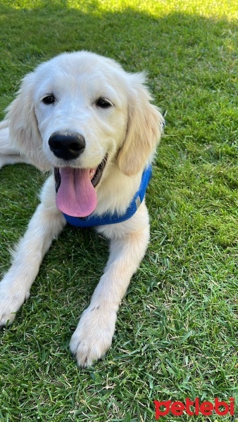 Golden Retriever, Köpek  Luci fotoğrafı